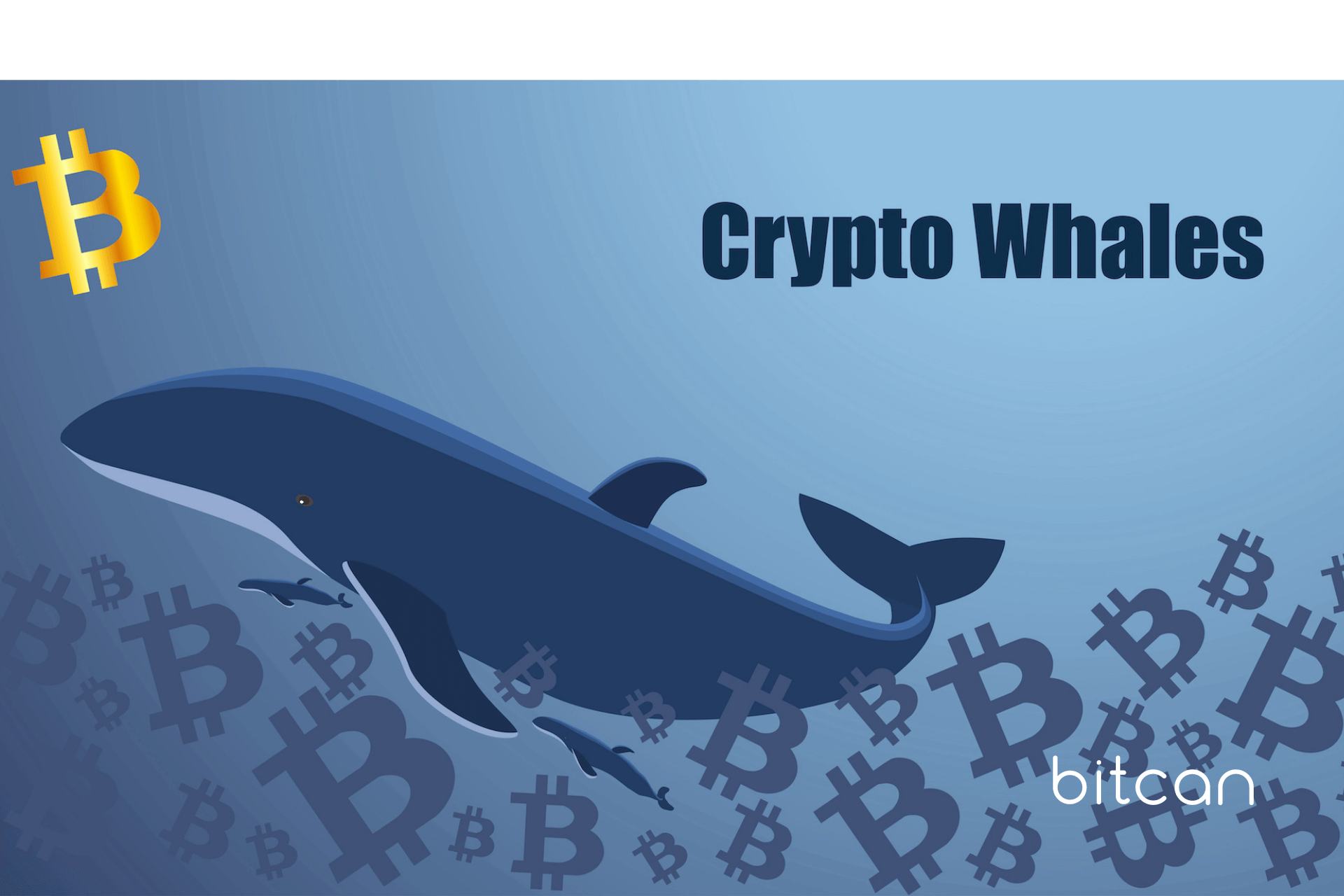 Kim jest wieloryb na rynku bitcoina? BTC w świecie oceanicznej nomenklatury